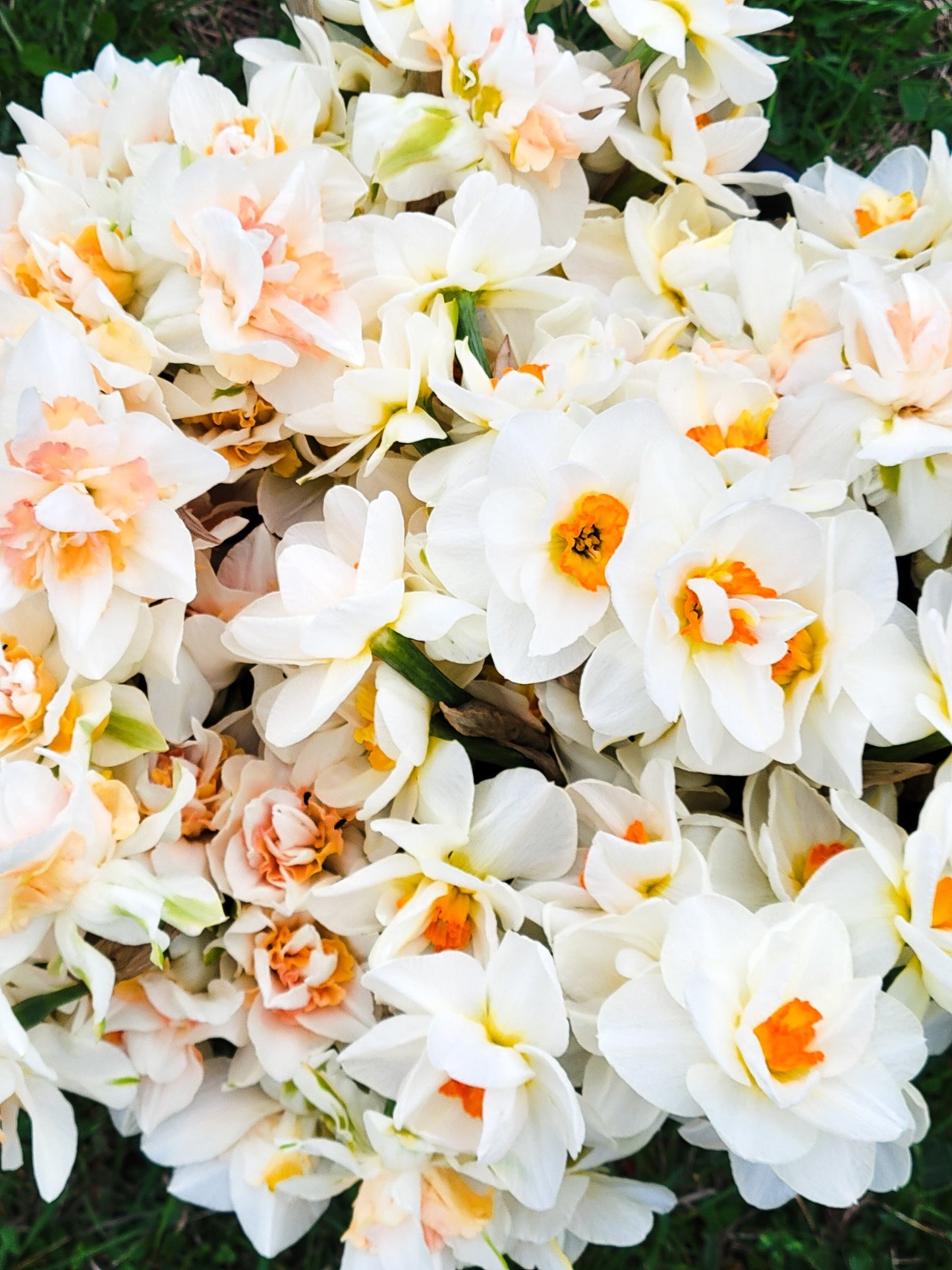 Birchfield Blooms
